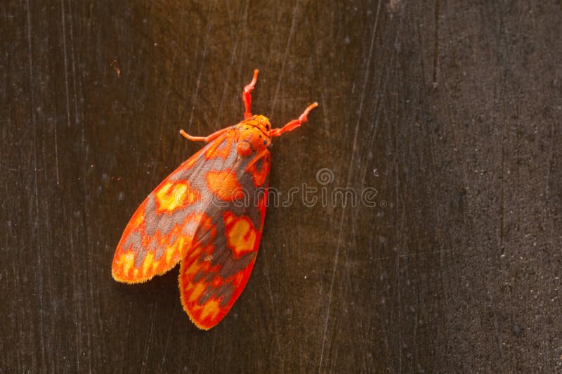 Colorful moth