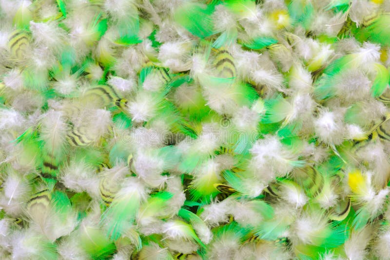 Colorful motley parrot feathers. Background of little feathers of bird.