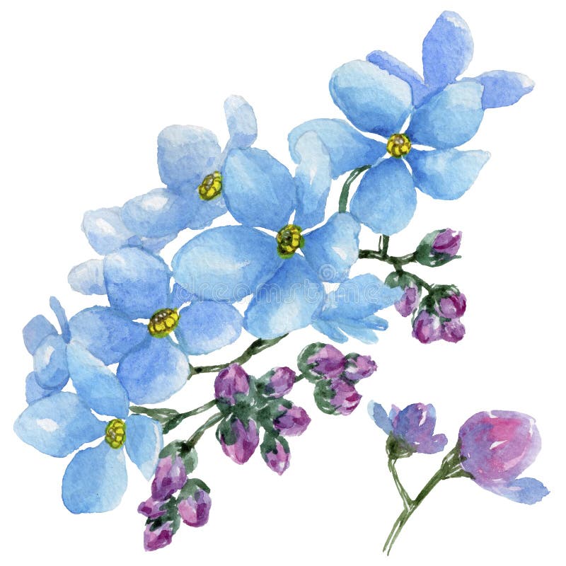 Colorful myosotis. Floral botanical flower. Wild spring leaf wildflower isolated.