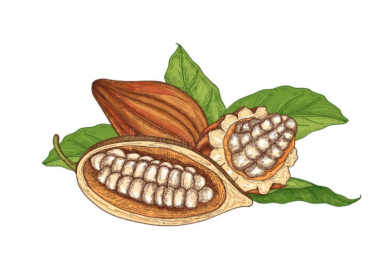 Colorful natural drawing of whole and cut ripe pods or fruits of cocoa tree with beans an...