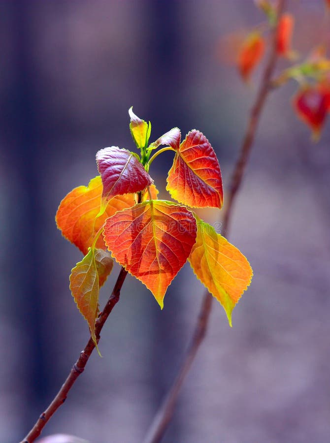 Colorful new leaf