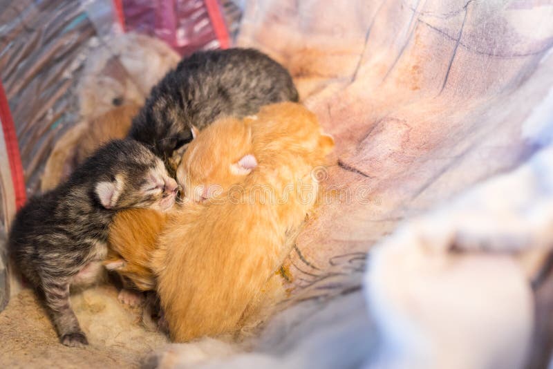Colorful Newborn Kitten Sleep Together on Blanket Stock Image Image