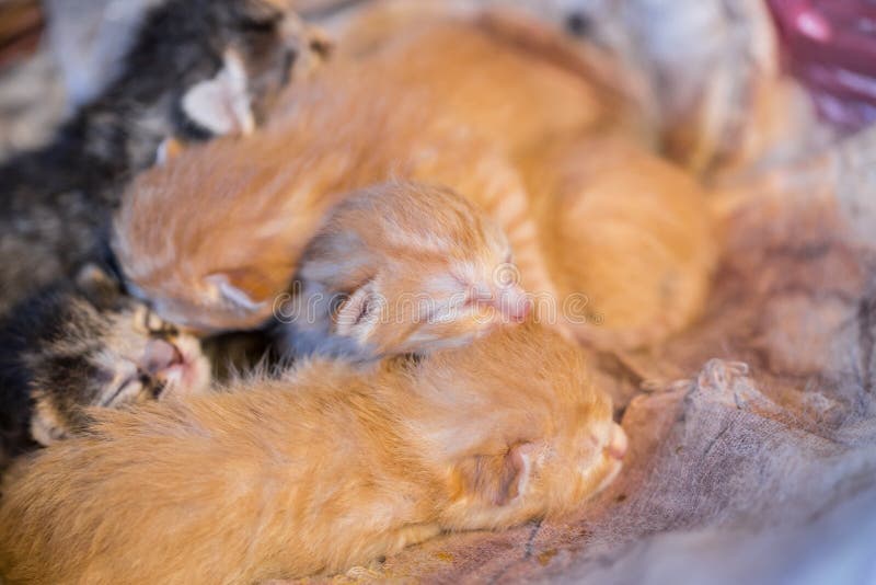 Colorful Newborn Kitten Sleep Together on Blanket Stock Image Image