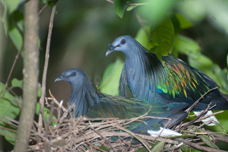 Colorful Nicobar Pigeon Hatching Eggs in a Nest on a Tree. Stock Photo