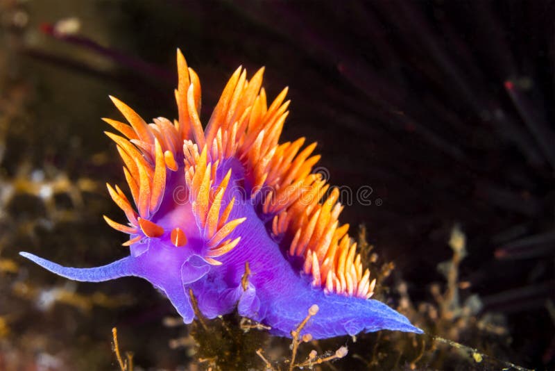 Colorful nudibranch