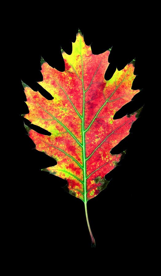 615,981 Leaf Black Background Stock Photos - Free & Royalty-Free Stock  Photos from Dreamstime