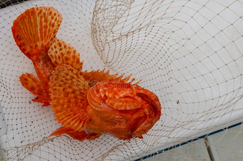 Velenosi Scorfano catturati da una barca da pesca in Grecia vicino a Samothraki isola con una canna da pesca.