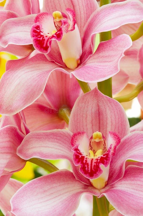 Colorful orchids