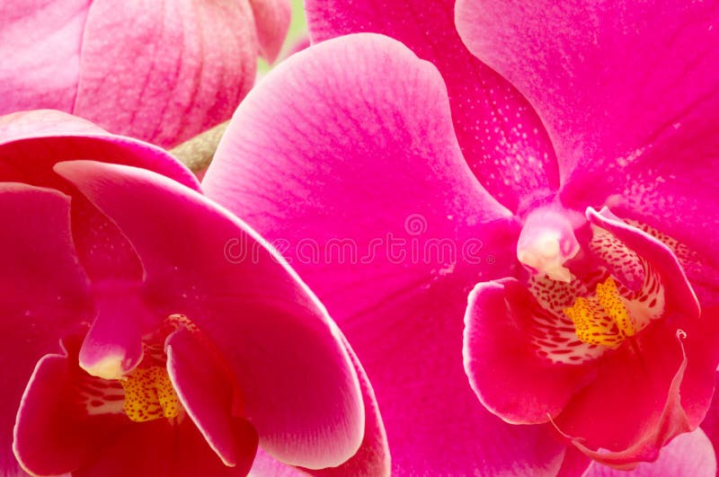 Colorful orchids stock photography