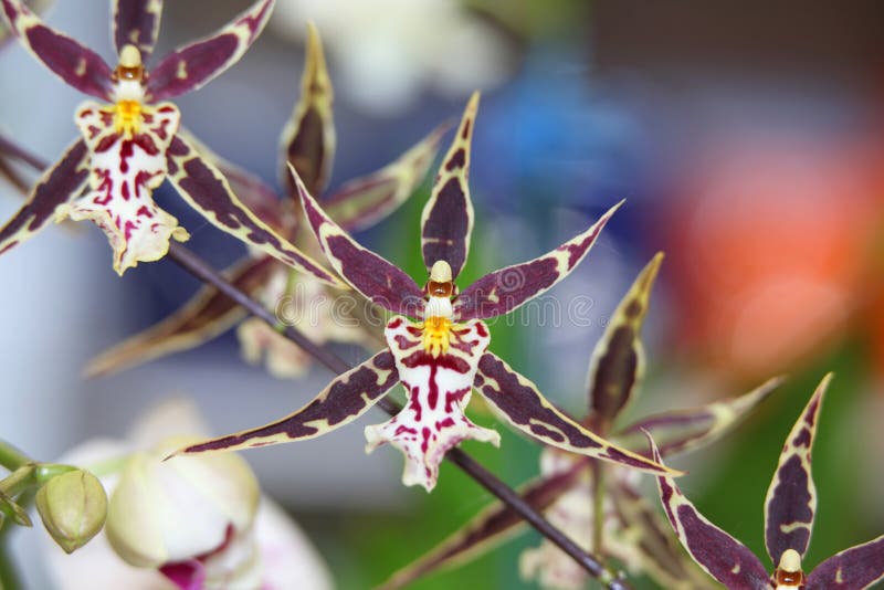Colorful Orchids stock image Colorful Orchids stock image