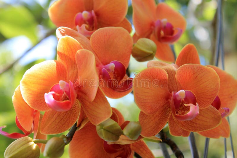 Colorful orchids hanging from a tree