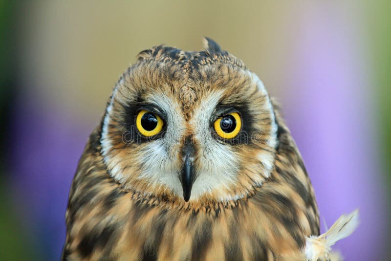 Colorful Owl with Large Yellow Eyes Stock Image Image of eyes, yellow