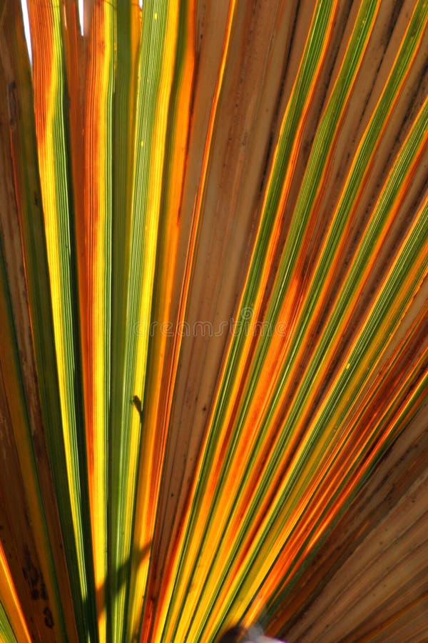 Colorful Palm Leaf
