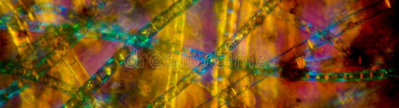 Colorful, panoramic, polarizing micrograph of freshwater, filamentous algae. stock image