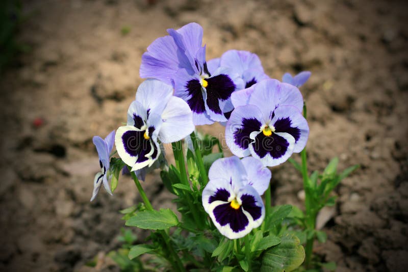 Colorful pansy flowers royalty free stock photos Colorful pansy flowers royalty free stock photos