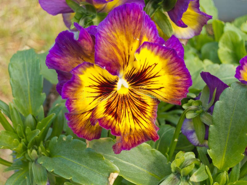 Colorful Pansy Viola tricolor blossom flowering