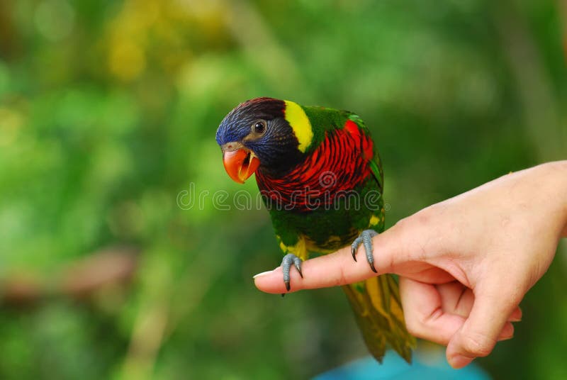 Colorful parrot