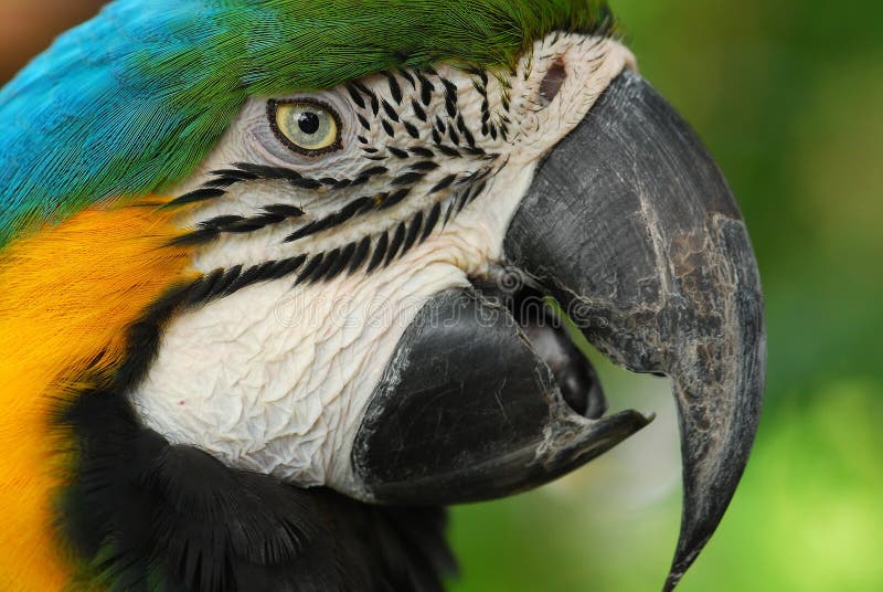 Colorful parrot