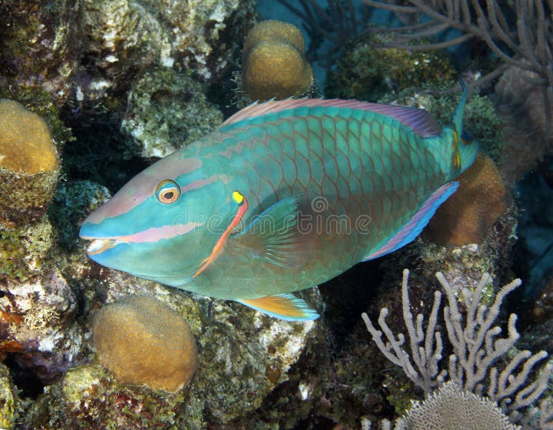 Colorful parrot fish hiding in coral, costa rica