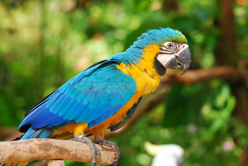 Colorful parrot in the garden