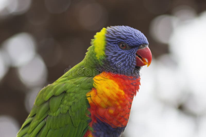 Colorful parrot portrait