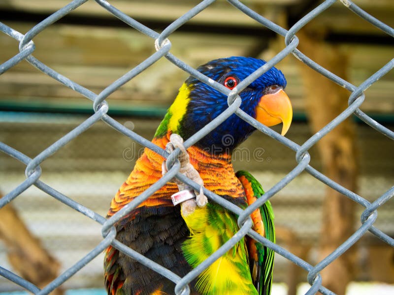 Bird Trapped In A Cage At The Zoo. Stock Image Image of