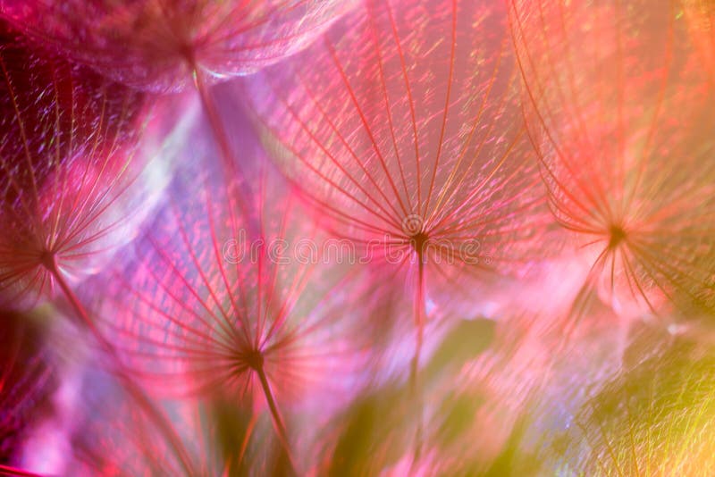 Colorful Pastel Background - vivid abstract dandelion flower royalty free stock photos Colorful Pastel Background - vivid abstract dandelion flower royalty free stock photos