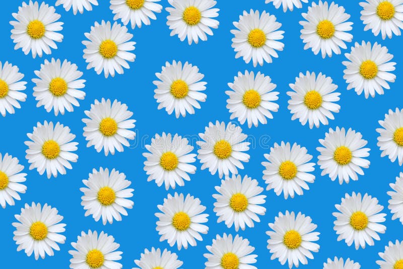 Colorful pattern with daisy flowers stock images