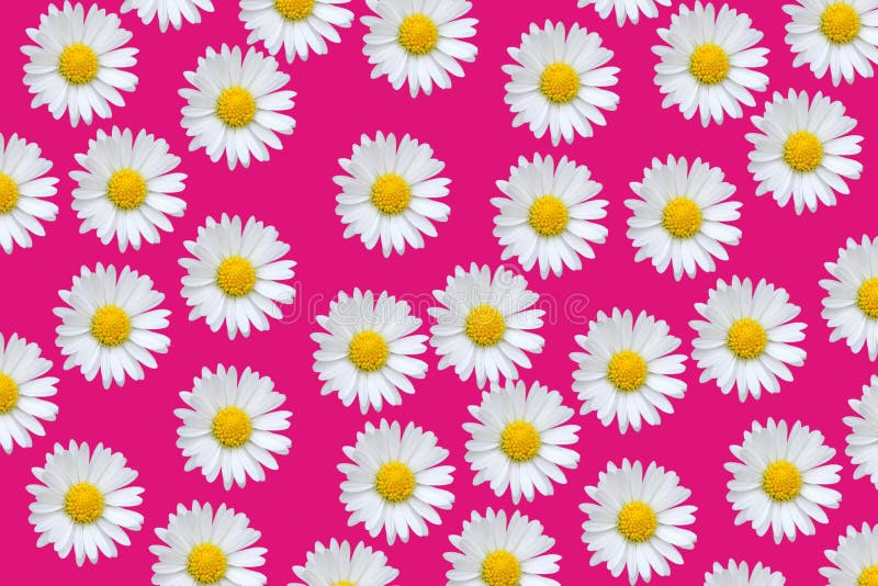 Colorful pattern with daisy flowers stock photography