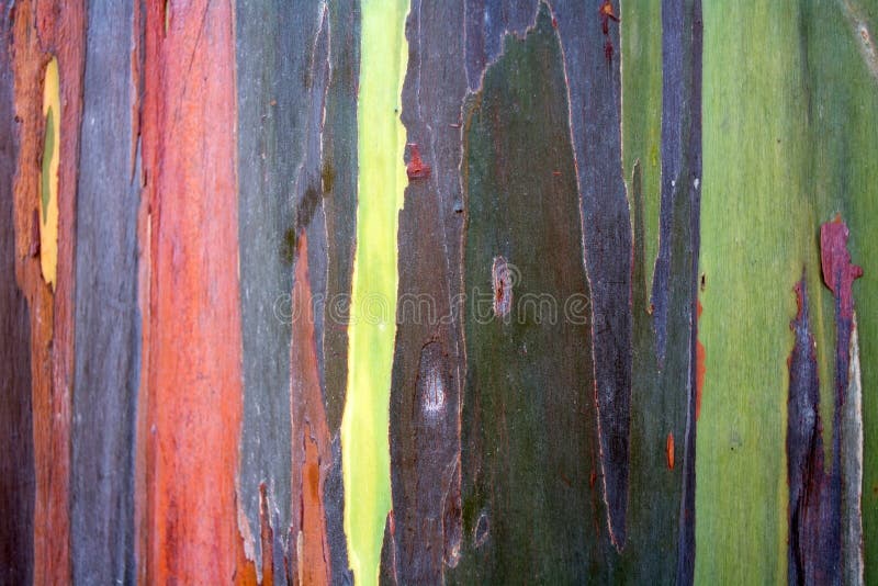 Colorful pattern of rainbow eucalyptus tree bark stock image