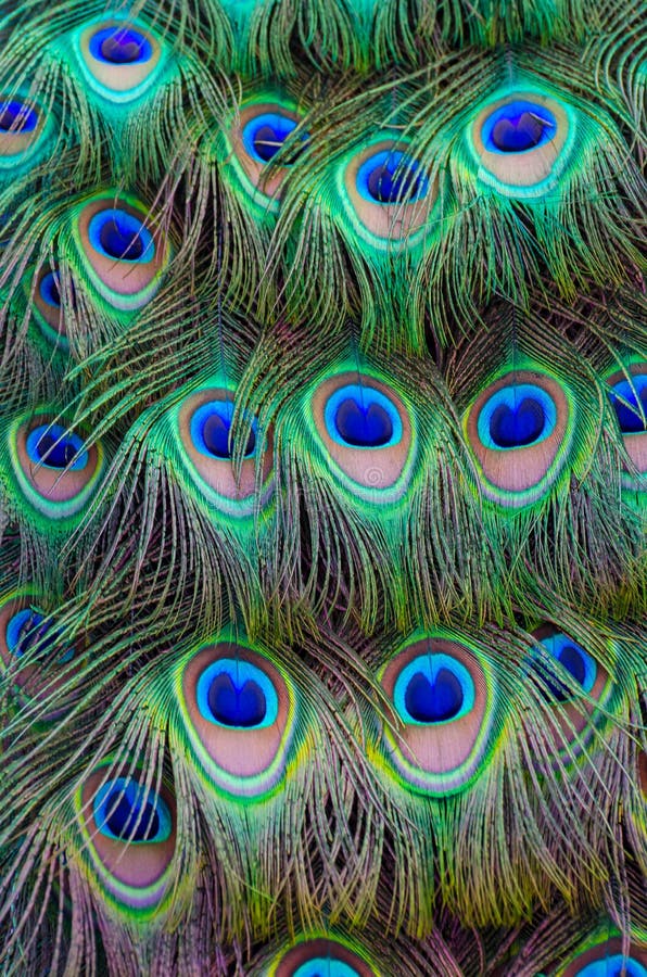 Colorful Peacock Background Stock Photo - Image of gorgeous, detail ...