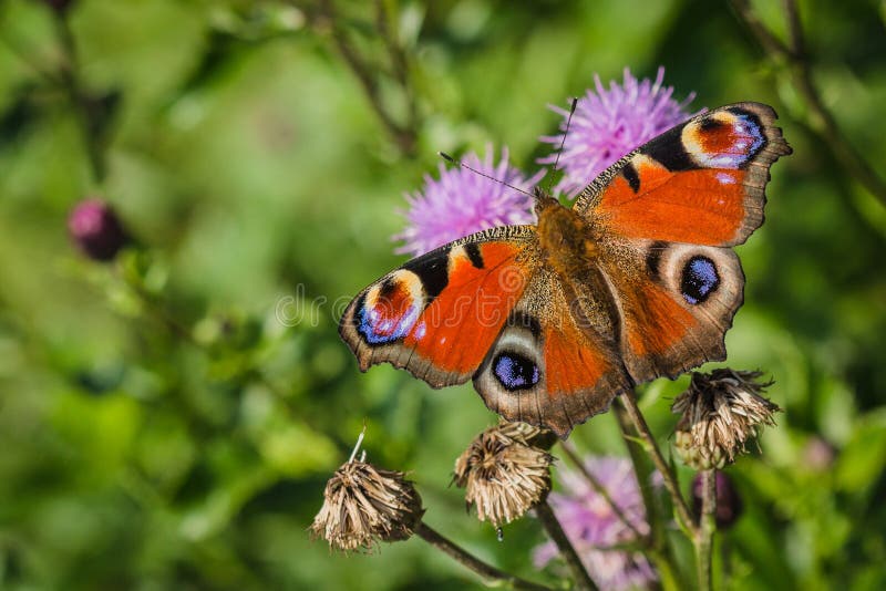 Colorful peacock butterfly on purple thistle royalty free stock photos Colorful peacock butterfly on purple thistle royalty free stock photos