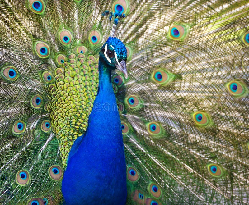 Colorful Peacock in Full Feather.