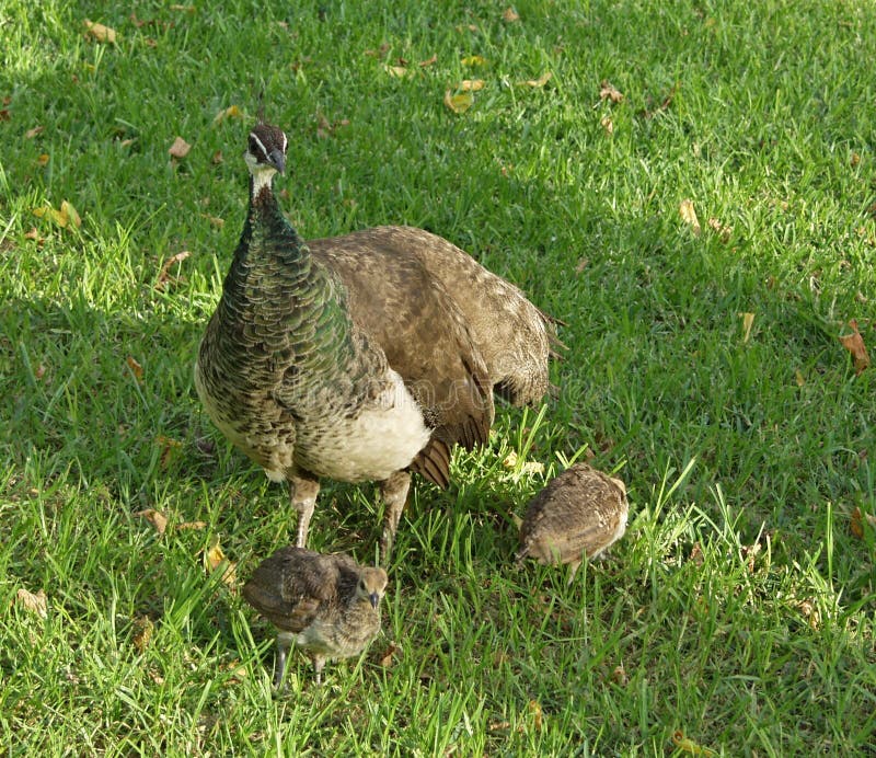 peacock chicks