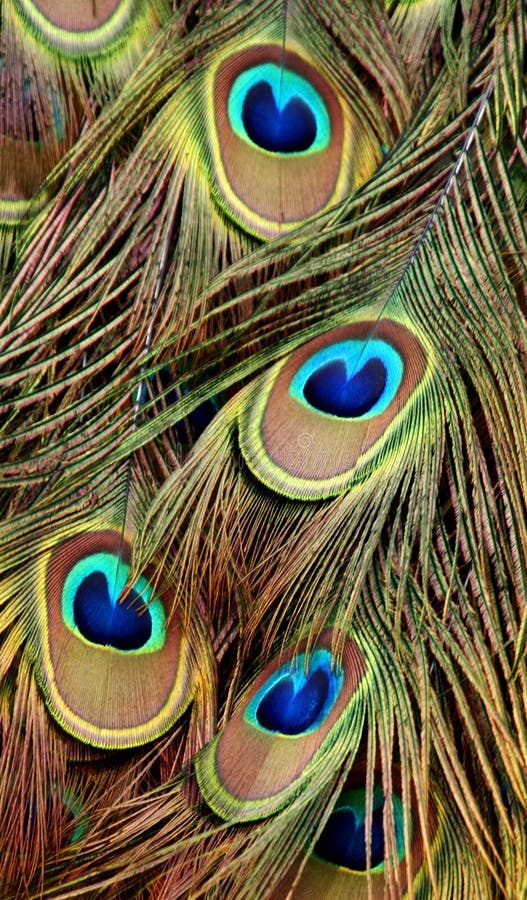 Colorful Peacock Tail Feathers stock image Colorful Peacock Tail Feathers stock image