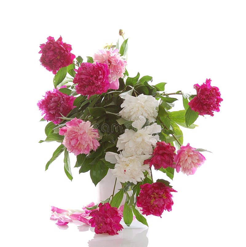 Bunch of peonies stock photo. Image of lush, close, glass 16178708