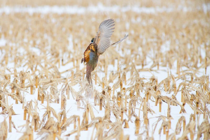 A Pheasant Takes Flight from a Snowy Cornfield - Nebraska