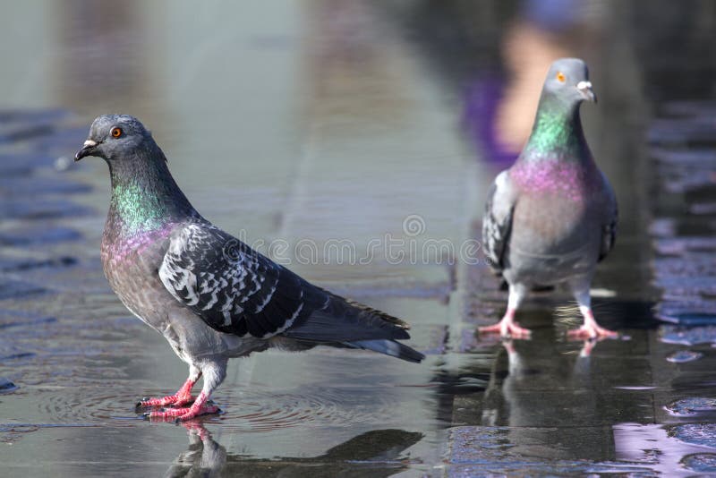 Colorful pigeons