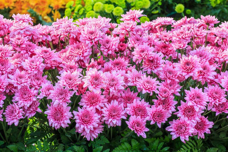 Colorful pink Aster flowers stock photography Colorful pink Aster flowers stock photography
