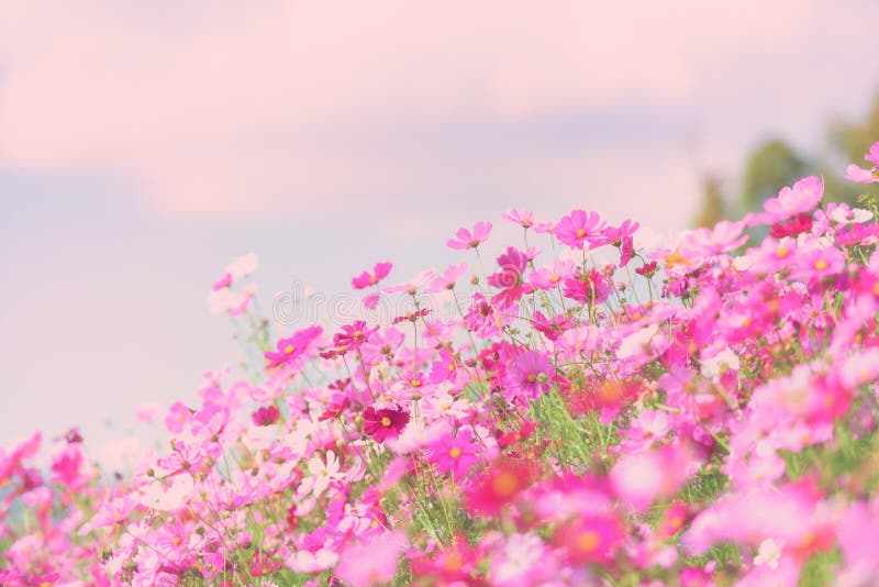 Colorful Pink Flowers Cosmos in the Garden Background - Beautiful ...