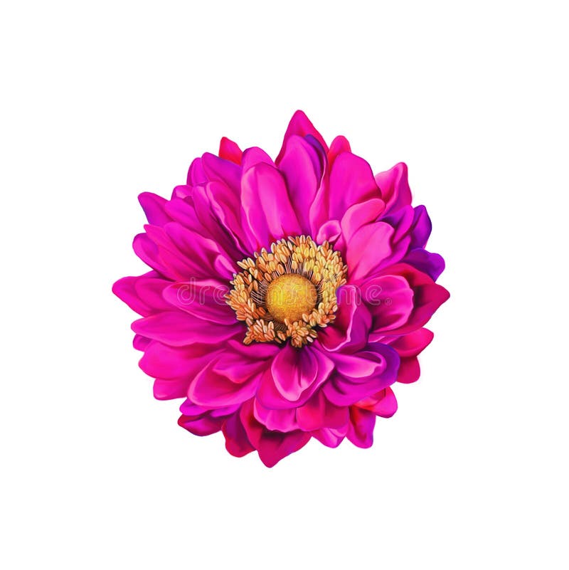 Colorful Pink Mona Lisa Flower, Spring Bloom Stock Photo Image of