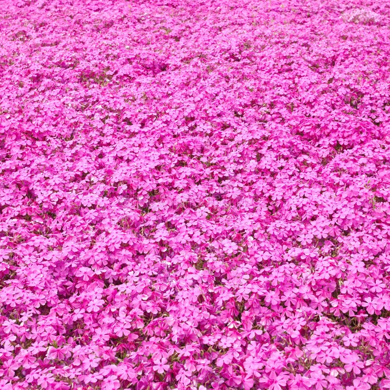 Pink Moss Field Im Vintage Tone Background . Stock Image Image of