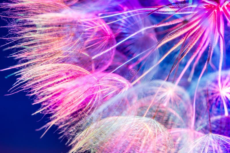 Colorful Pink Pastel Background - vivid abstract dandelion flowe royalty free stock photos
