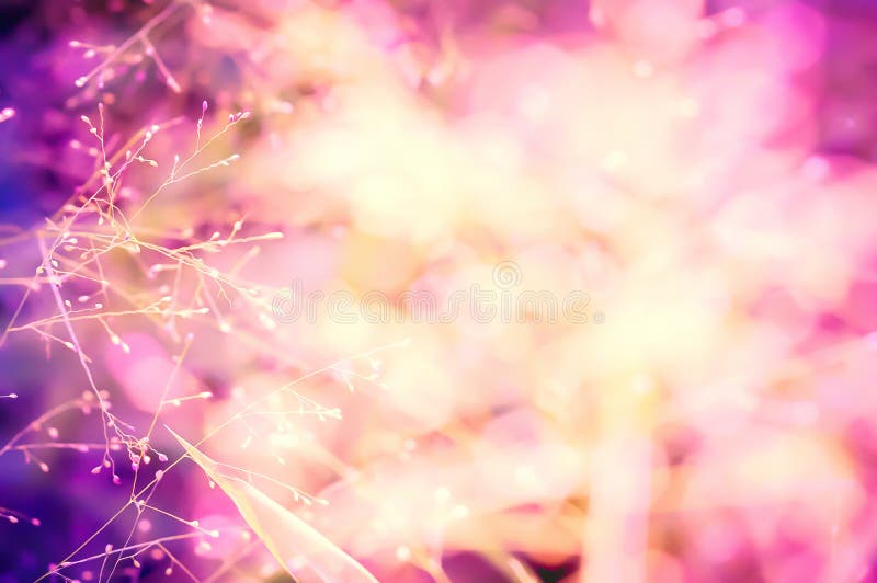 Colorful pink ,purple bokeh grass flower nature background stock photos Colorful pink ,purple bokeh grass flower nature background stock photos
