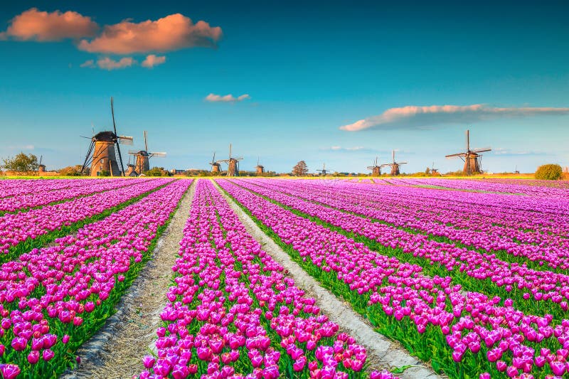Fluisteren paneel voorzichtig Colorful Pink Tulip Fields and Traditional Dutch Windmills, Kinderdijk,  Netherlands Stock Photo - Image of field, location: 139690394