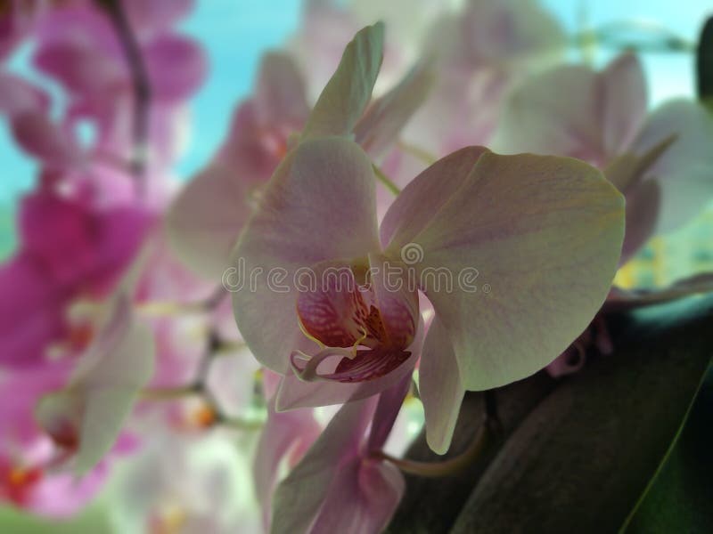 Colorful pink and white Orchid flower blooming on the window in house.