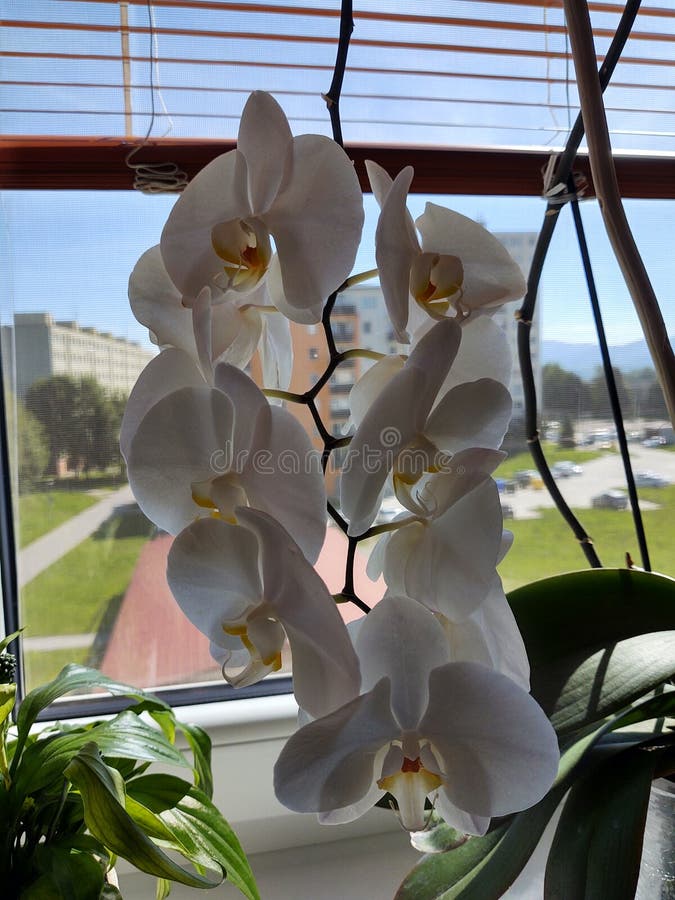Farebné ružové a biele kvety orchidey kvitnúce na okne v dome.