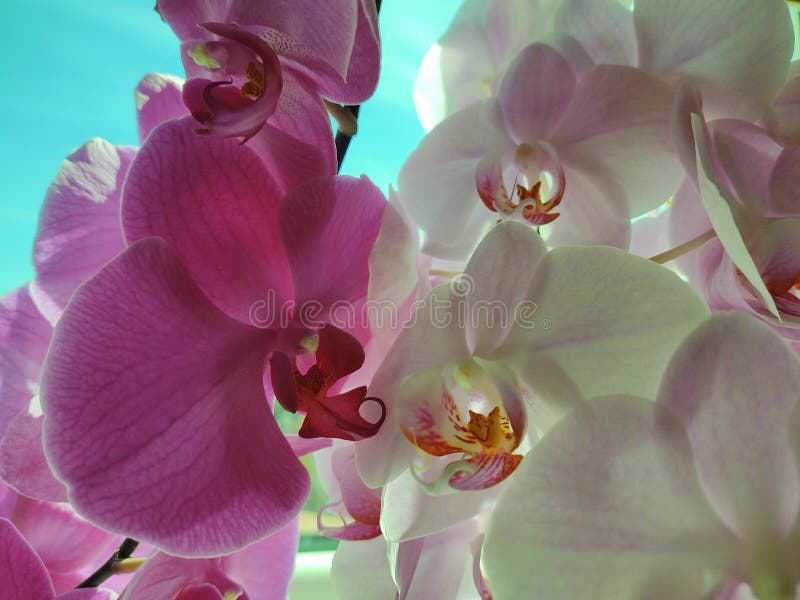 Farebné ružové a biele kvety orchidey kvitnúce na okne v dome.