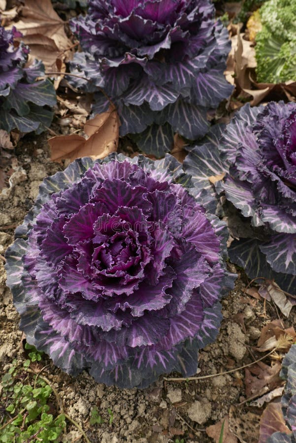 Brassica Oleracea Acephala Plants Stock Image Image of green, botany