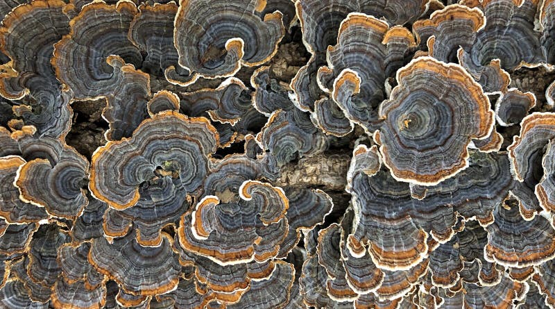 Colorful Polypore Blossoms on a Stump